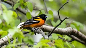 Migratory Bird Prints: Closeup of a male Baltimore Oriole perching in a leafy tree during spring migration
