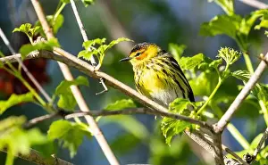 Warbler Prints: Closeup of a male Cape May Warbler perching on a leafy branch during spring migration