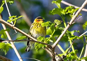 Great Lakes Prints: Closeup of a male Cape May Warbler perching in a leafy shrub during spring migration in Ontario
