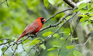 Red Bird Prints: Closeup of a male Northern Cardinal perching in a leafy Birch tree in springtime