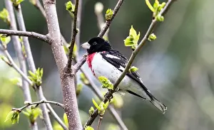 Breeding Plumage Prints: Closeup of a male Rose-breasted Grosbeak perching in a leafy shrub in Ontario, Canada