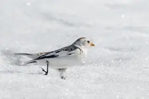 Cold Temperature Prints: Closeup of male Snow Bunting running in snow