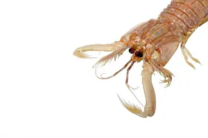 Crustaceans Prints: closeup of mantis shrimp, a kind of marine life