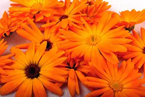 Garland Prints: Closeup of orange Calendula flowers shot from above