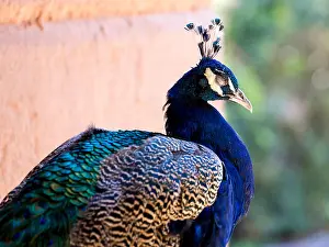 Stare Prints: Closeup of a peacock with its eyes closed in the small town of San Pedro de Atacama in Chile