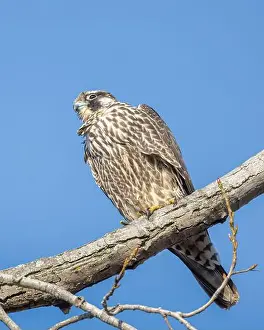 Nature Conservation Prints: Closeup Peregrine Falcon on a tree limb