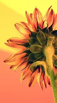 Sunburst Prints: Closeup photo of the back of a sunflower flower head