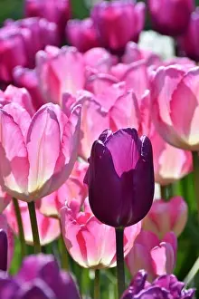 Closeup of pink and purple tulips against sunlight. Selective focus