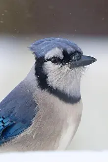 Snowfall Prints: Closeup Portrait of a Blue Jay With Snowy Background, Calm Winter Bird in Nature