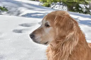 Sideview Prints: Closeup profile of a beautiful Golden Retriever in a snowy woods on a sunny day
