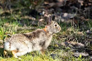 Leporidae Prints: Closeup side profile of a Cottontail rabbit infested with ticks Ontario, Canada