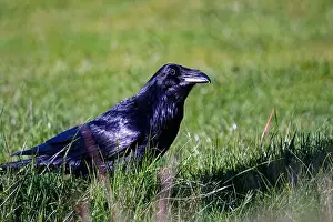 Raven Prints: A closeup of a raven at Ruckle Provincial Park, Salt Spring Island, BC Canada