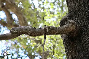 Woodpecker Prints: Closeup of the rear view of an Arizona woodpecker perched on a tree branch at Ramsey Canyon in Hereford