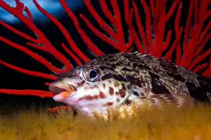 Cold Water Prints: A closeup of a Redfingers fish (Cheilodactylus fasciatus) on the reef in front of a sea fan with its mouth open