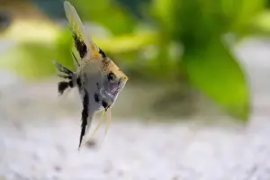 Gills Prints: Closeup of rockfish, fish in tropical freshwater aquarium with space to copy