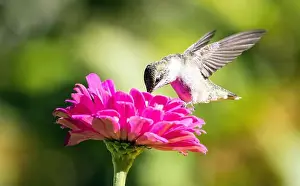 Breeding Grounds Prints: Closeup of a Ruby-throated Hummingbird in flight and feeding on nectar from a pink Zinnia flower in Quebec