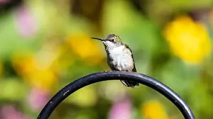 Bokeh Background Prints: Closeup of a Ruby-throated Hummingbird perched in a garden in Quebec, Canada