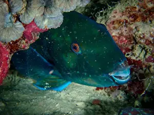 A closeup of sea fish swimming under the sea