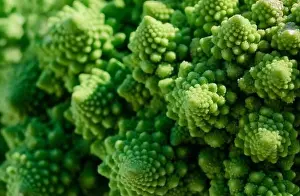 Closeup and selective focus on a Romanesco broccoli or Roman cauliflower