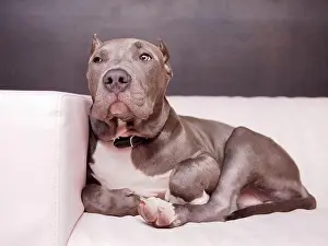 Terrier Prints: Closeup shot of an American pit bull terrier with a collar on a sofa
