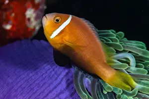 Captivating Prints: A closeup shot of an anemone fish resting on a purple and green anemone. Maldives
