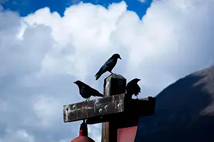 Beaks Prints: A closeup shot of black crows on a power line pole