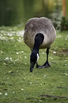 Pecking Prints: A closeup shot of a Canada goose pecking near a pond in the grass