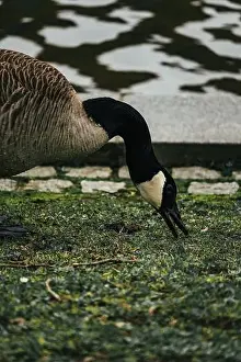 Nord Prints: A closeup shot of a Canada goose pecking near a pond in the grass