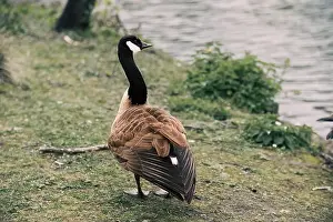 Brine Prints: A closeup shot of a Canadian goose perched on the shore of a lake