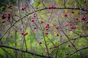 Detailed Image Prints: Closeup shot of dog rose berries hanging in the bush in autumn, month of October