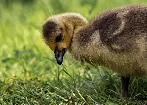 Meadowland Prints: A closeup shot of a gosling in a green grassy meadow