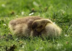 Doze Prints: A closeup shot of a gosling napping in a green grassy meadow