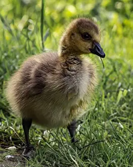 Meadowland Prints: A closeup shot of a gosling pecking in a green grassy meadow