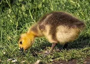 Meadowland Prints: A closeup shot of a gosling pecking in a green grassy meadow