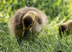 Meadowland Prints: A closeup shot of a gosling pecking in a green grassy meadow