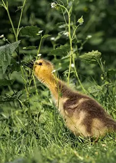 Meadowland Prints: A closeup shot of a gosling pecking in a green grassy meadow