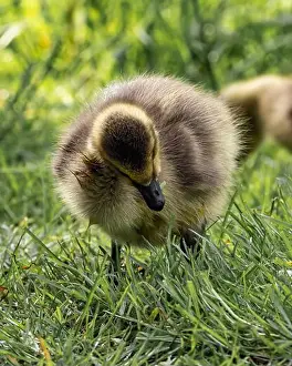 Meadowland Prints: A closeup shot of a gosling pecking in a green grassy meadow