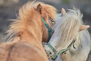 Sniffing Prints: A closeup shot of two horses sniffing each other in the field on a beautiful sunny day with blurred background