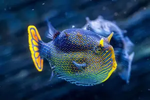 Spiny Prints: A closeup shot of a male ornate cowfish, Aracana ornata