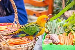 Store Street Prints: Closeup shot of a parrot bird at street food market in Thailand Southeast Asia