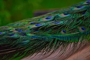 Peacock Prints: A closeup shot of peacock feathers on a blurred background