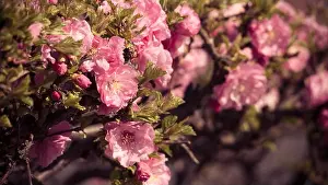 A closeup shot of pink roses with blurred flowering branches on the background