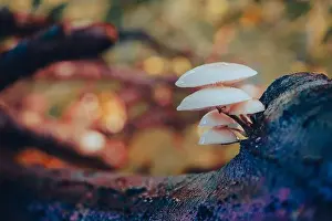 Mycelium Prints: Closeup shot of porcelain mushrooms on a tree trunk on a blurred background