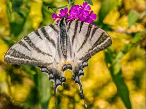 Insecta Prints: Closeup shot of Sail swallowtail butterfly sitting on buddleia flowers