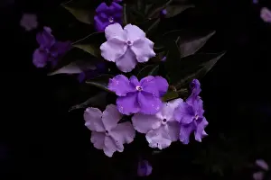 Spring Water Prints: A closeup shot of wet purple Saintpaulia flowers