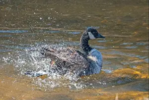 Carolina Prints: Closeup of a single Canada goose splashing in shallow water