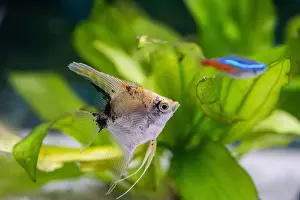 Gills Prints: Closeup of small scalaria fish in an aquarium with green plants