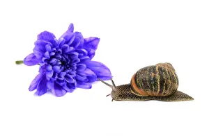 Pest Prints: Closeup of a snail with stripy shell in front of a blue chrysanthemum bloom