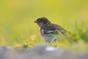 Migrant Prints: Closeup of a snow bunting, Plectrophenax nivalis, female bird foraging in grass