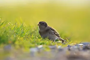 Migrant Prints: Closeup of a snow bunting, Plectrophenax nivalis, female bird foraging in grass